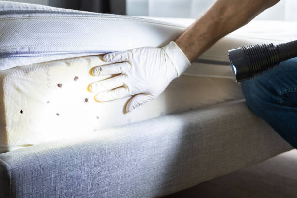 Best Affordable Pest Control Services  in Stewartville, AL
