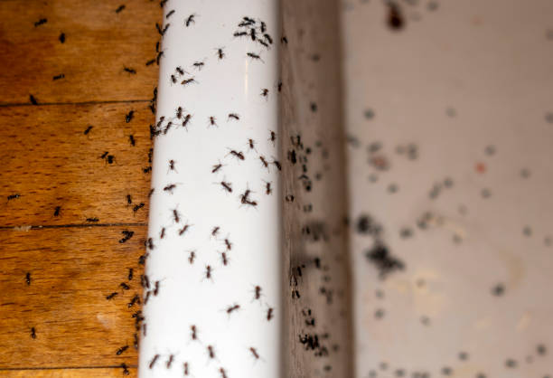 Best Affordable Pest Control Services  in Stewartville, AL