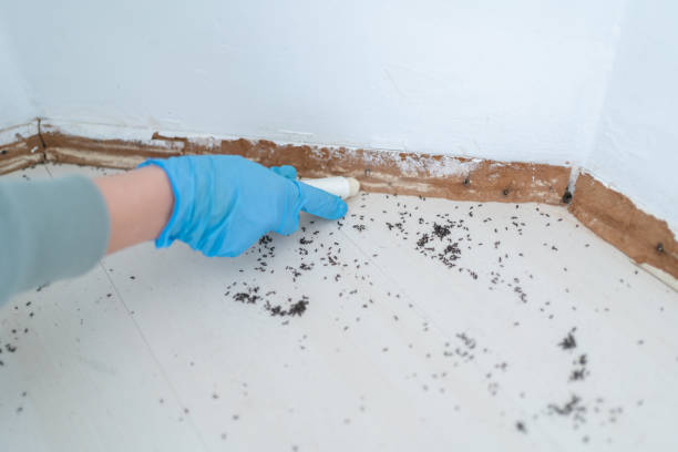 Best Ant Control Services  in Stewartville, AL